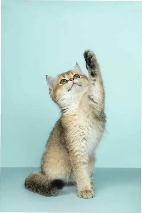 Filhote de gato com a pata levantada